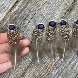 RARE Gray Peacock Pheasant feathers rare feathers, iridescent feathers, unique feathers, natural feathers, smudge feathers, cruelty free image 5