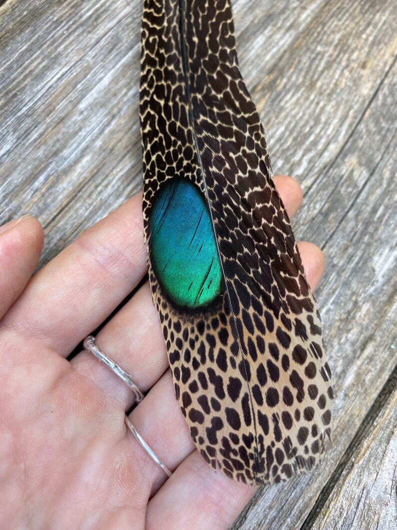RARE Malayan Peacock Pheasant Feathers Cruelty Free Rare Etsy