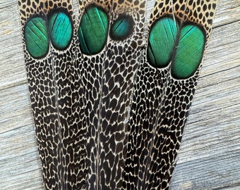 RARE Double-Eyed Malayan Peacock-pheasant - rare feathers, exotic feathers, eyed feathers, unique feathers, pheasant feathers, cruelty free