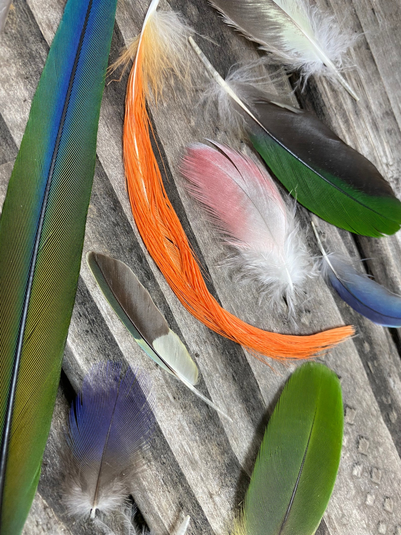 Set of 37 diverse parrot feathers cruelty free natural Etsy