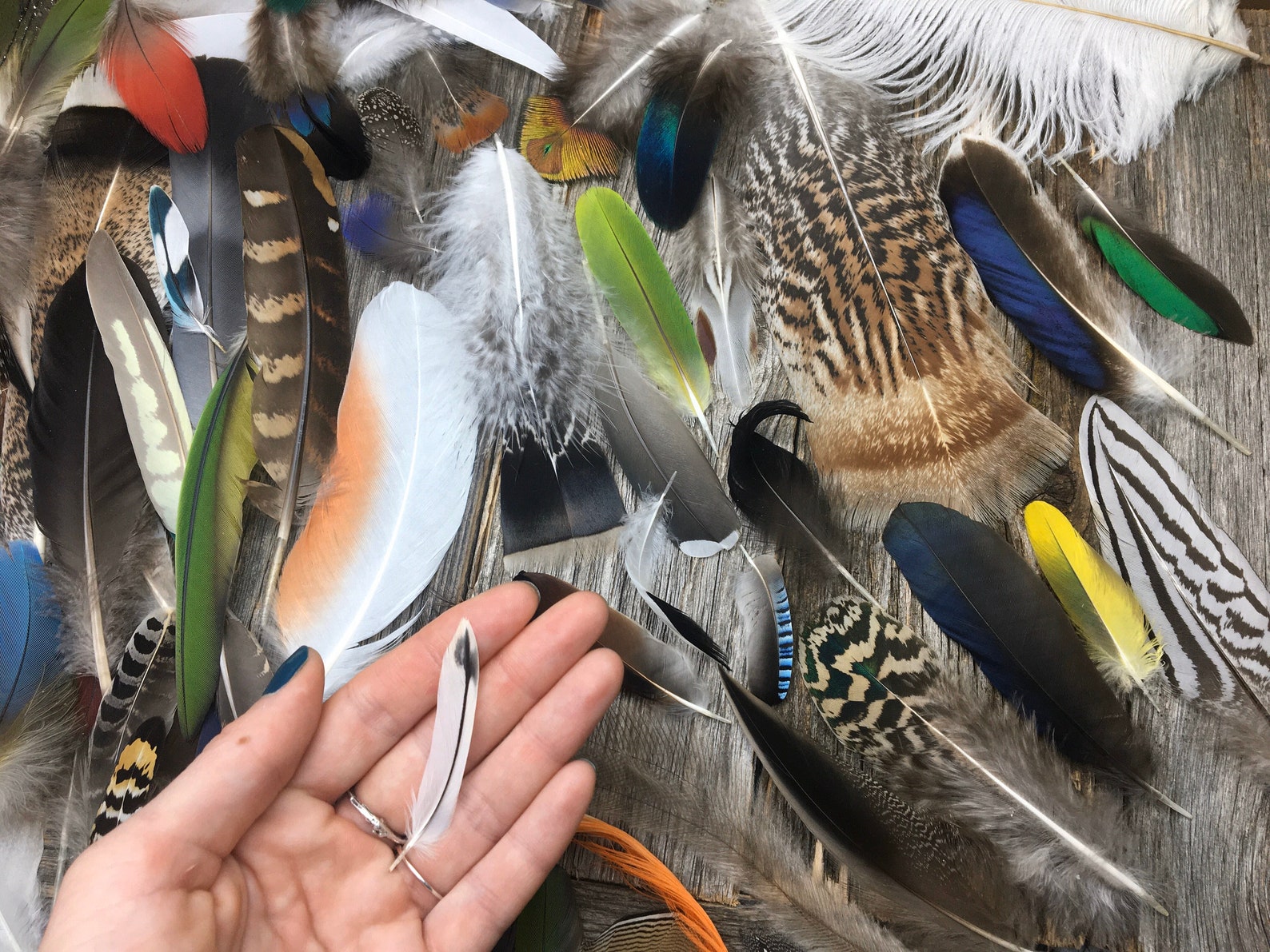 SET of Feathers Cruelty Free Natural Feathers Etsy