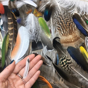 SET of Uncommon Feathers - cruelty free, natural feathers, real feathers, unique feathers, nature specimen, smudge feathers, curiosities