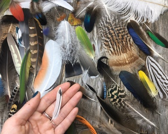 SET of Uncommon Feathers - cruelty free, natural feathers, real feathers, unique feathers, nature specimen, smudge feathers, curiosities