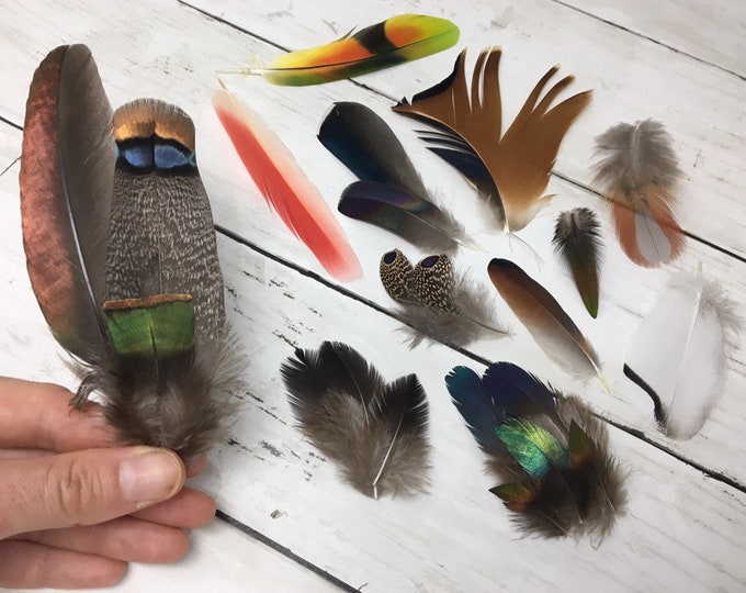RARE Set of 22 Rare Feathers Cruelty Free, S17 Etsy