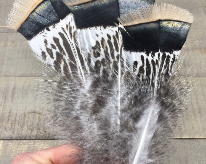Rare Hybrid Turkey Feathers Cruelty Free, Unique Feathers, Iridescent