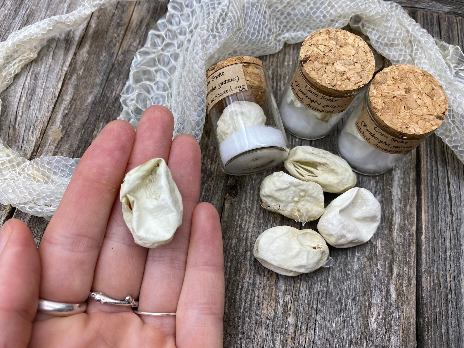 Real Snake Egg Corn Snake Egg Hatched Egg Eggshell Etsy