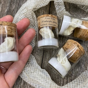 May include: Three small glass jars with cork lids, each containing a white corn snake skin. The jars are filled with white sand and labelled "Corn Snake (Pantherophis guttatus) hatched, desiccated skin".