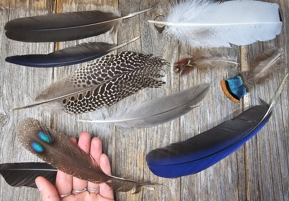 OFERTA Juego de 9 plumas raras libres de crueldad plumas naturales plumas reales plumas exoticas plumas unicas iridiscentes 9Ma4 Etsy Espana