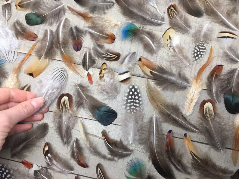 MULTIPACK natural feathers eco friendly feathers organic Etsy