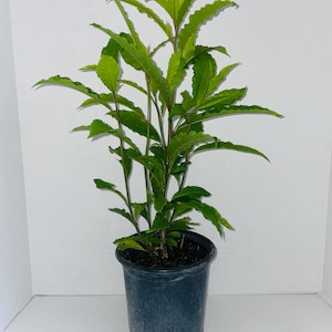 Planta de Anamu