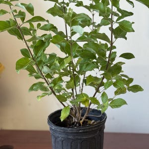 Vencedor Plant potted in 4&quot; Pot