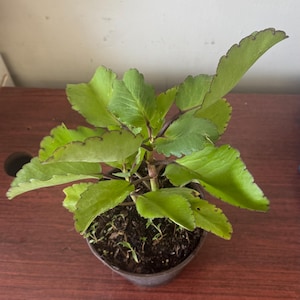 Siempre Viva Plant