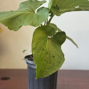 Planta Caisimon de Anis