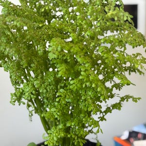 May include: A vibrant green plant with small, rounded leaves, densely packed on slender stems. The plant is potted in a black container, creating a striking contrast. The image showcases the plant's lush, textured appearance, highlighting its fresh, natural aesthetic.