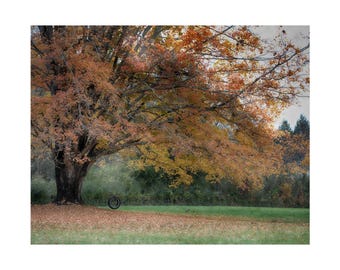 Autumn Maple Tree Art Print, Botanical Nature Photography