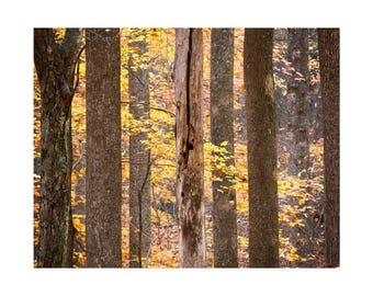 Muted Forest Landscape Poster, Calming Nature Wall Art