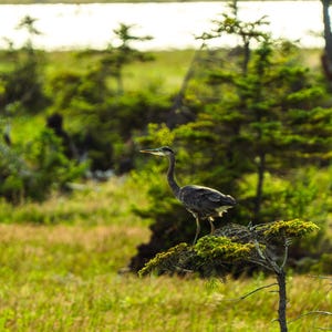 Great Blue Heron at Sunset – Wildlife Photography Print, Tranquil Pond Wall Art, Bird Nature Photo