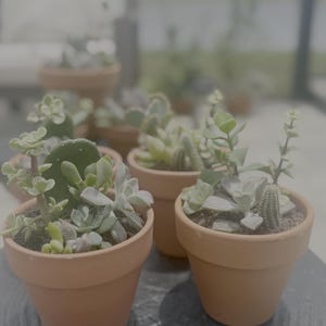 The Kindred Blooms - Medium Arrangements