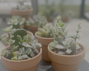 The Kindred Blooms - Medium Arrangements