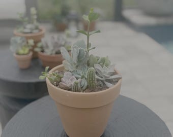 The Rooted Blooms - Large Arrangements