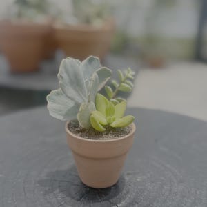 The Mini Blooms - Small Arrangements