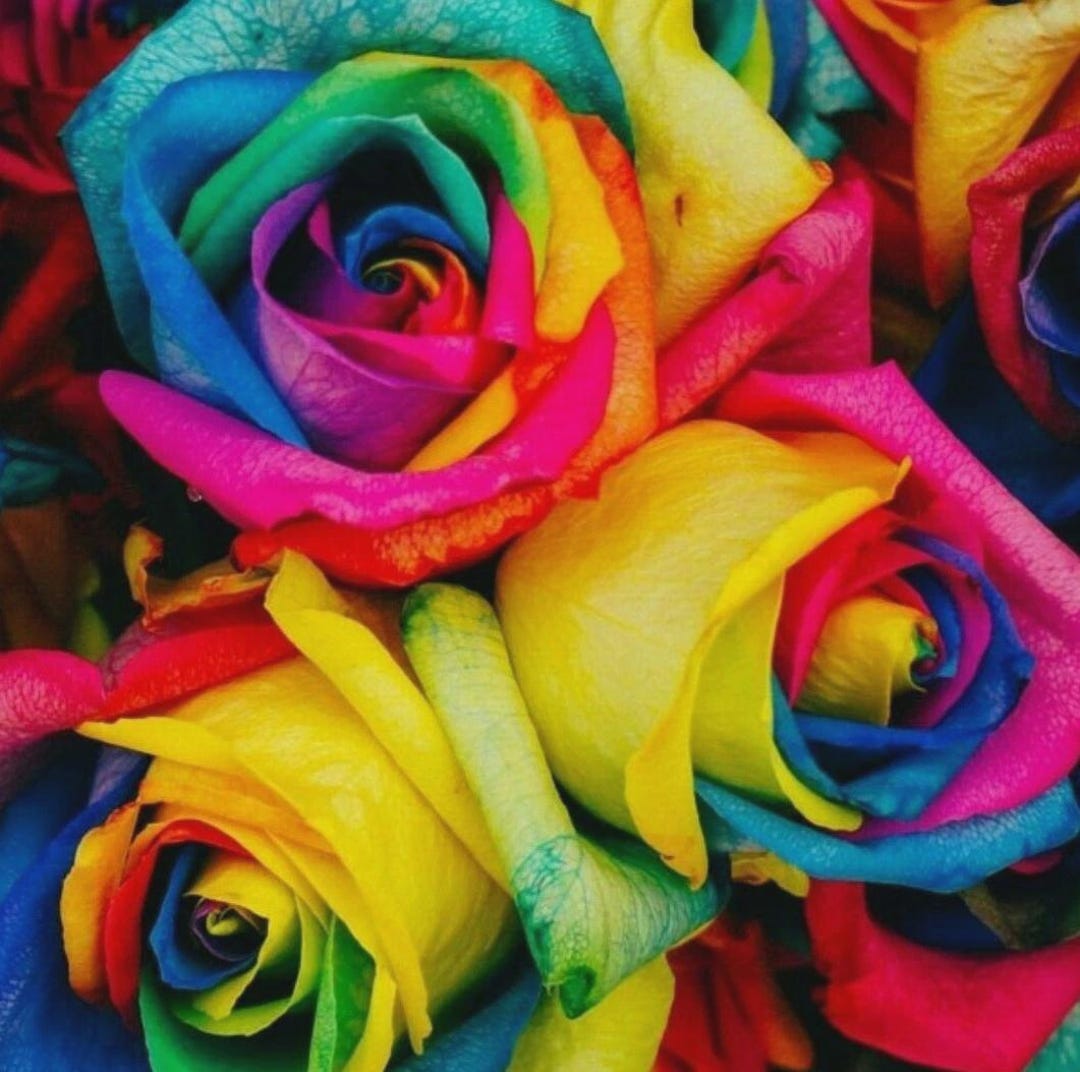 50 Colorful Rainbow Rose Seeds Exotic Multi-color Flowers Garden Plant ...