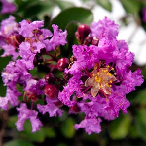 20 Purple Violet Crape Myrtle Seeds Rare Exotic Flowering Tree
