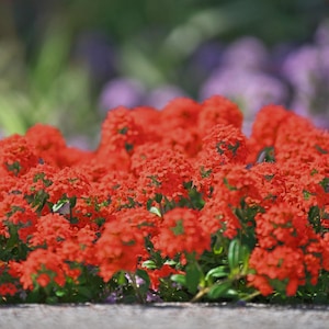 20000+ Creeping Thyme Seeds Red, Ground Cover, Perennial Bloom, Lawn Seeds, Garden Carpet, Easy Care Plant