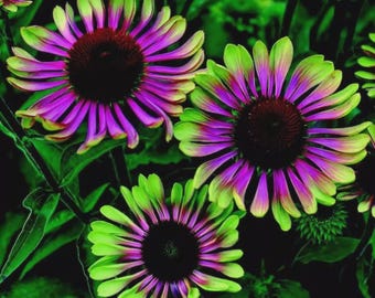 Green Twister Echinacea Seeds: Purple Cone Flower, Non-GMO, Heirloom