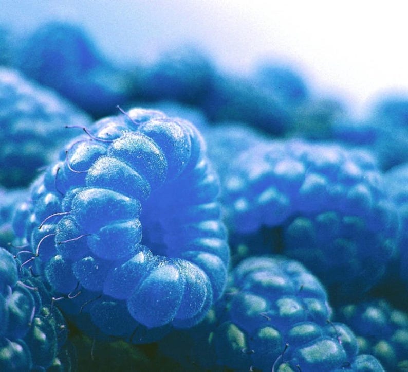 Backwoods Blue Raspberry Blue Raspberry Bush Seeds: 50 Non-gmo Edible Berry Seeds for Home ...