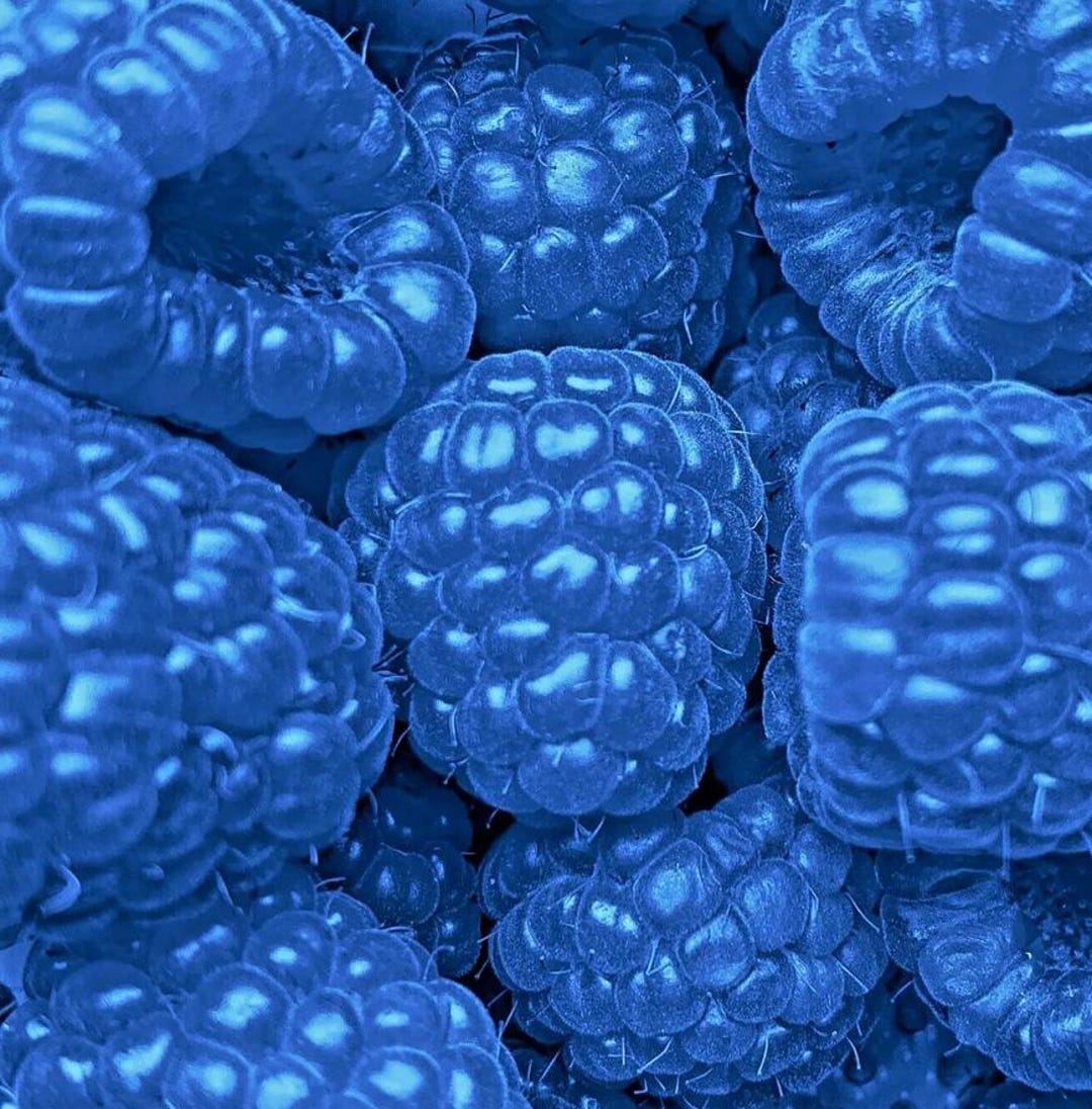 Backwoods Blue Raspberry Blue Raspberry Bush Seeds: 50 Non-gmo Edible Berry Seeds for Home ...