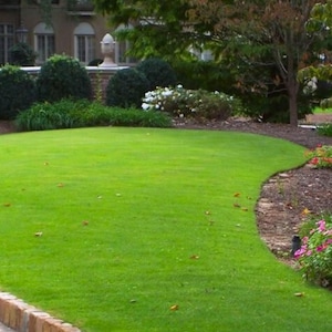 10,000 Zoysia Grass Seeds, Emerald Lawn Turf, Heat Tolerant Seeds, Drought Resistant Lawn, Garden Landscaping