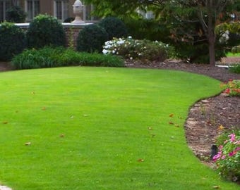 10,000 Emerald Zoysia Grass Seeds: Heat & Drought Tolerant Lawn Turf
