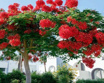 Orange-red Flower of Flame Tree, Delonix Regia Stock Image - Image of