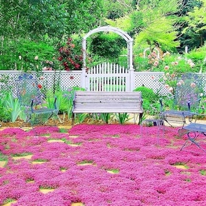20000+ Creeping Thyme Seeds for Planting, Non-GMO Perennial Flower Seeds, Ground Cover Plant, Landscaping, Fast Growing
