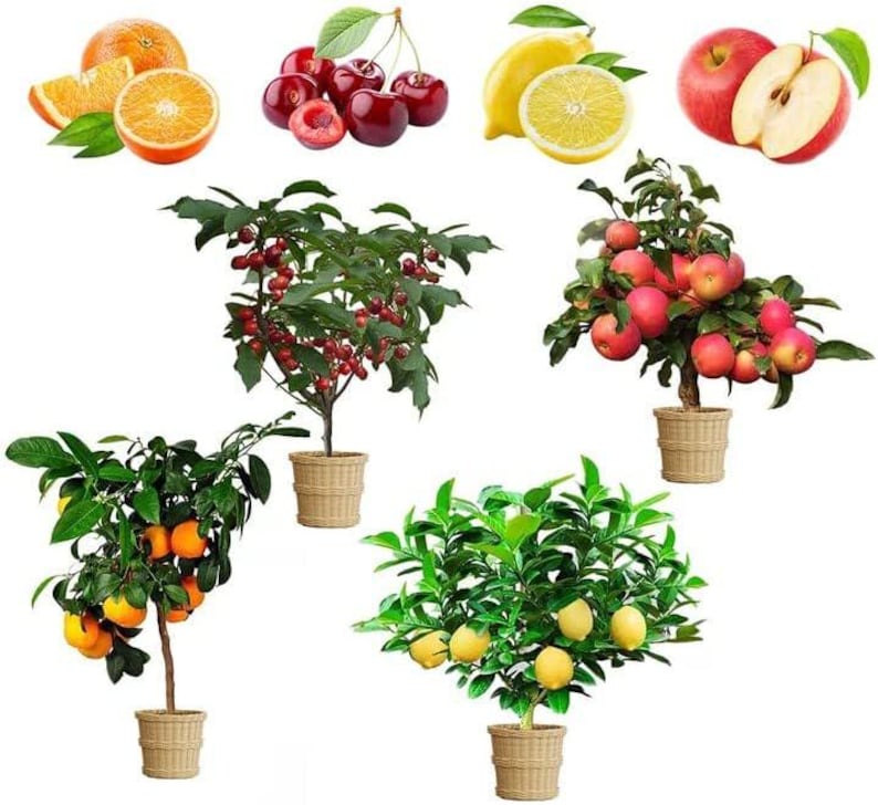 May include: A collection of fresh fruits and small fruit trees in woven baskets. The fruits include oranges, cherries, lemons, and apples. The trees are laden with ripe fruit, showcasing a variety of colors and textures.