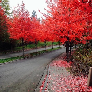 40+ Red Maple Seeds, Fast Growing Tree, Acer Rubrum Seeds, Tree Seeds, Gardening Gift, Nature Lover Gift, Non GMO