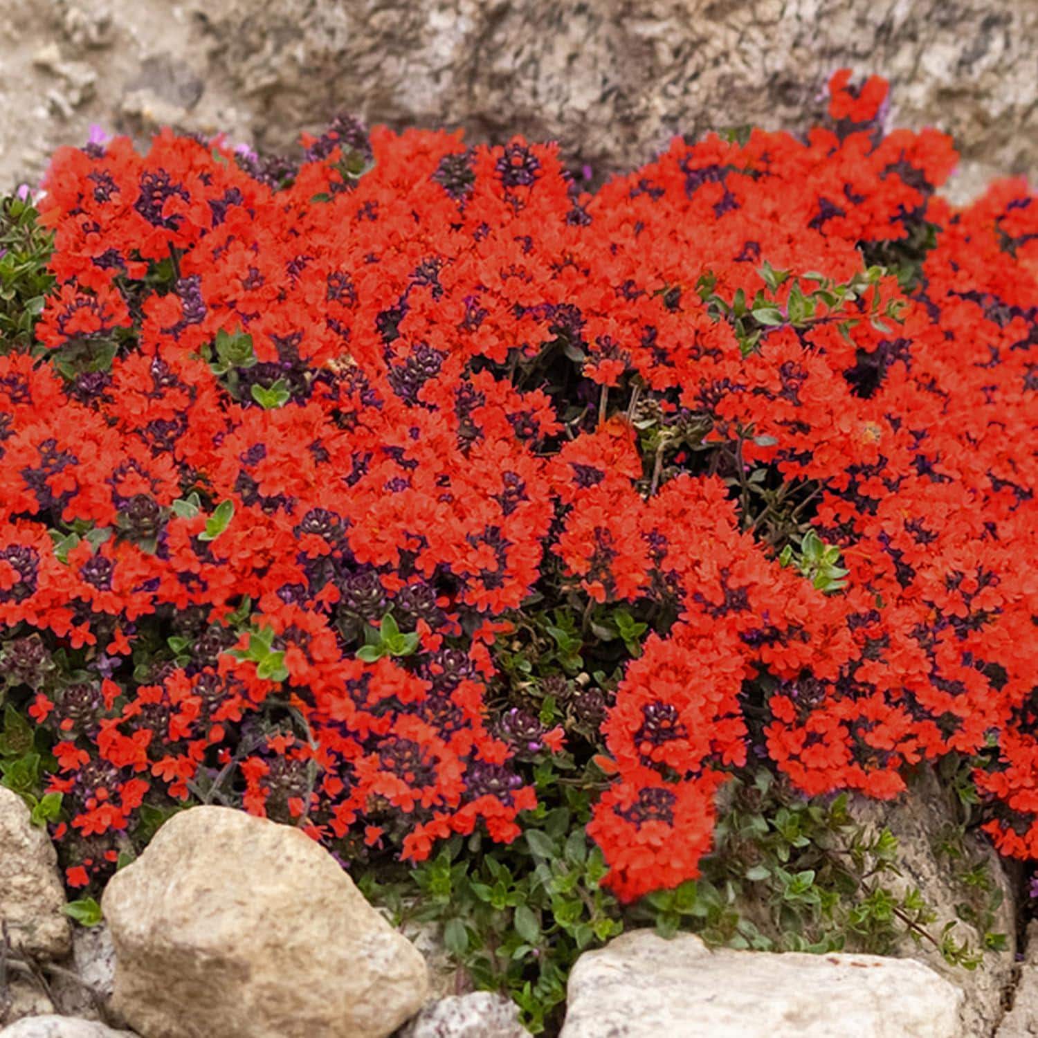 Red Creeping Thyme Seeds: Ground Cover, Perennial Blooms (20000+) - Etsy