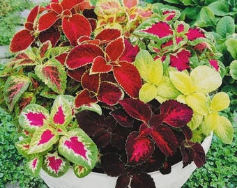 Coleus Rainbow Mix Flower Seeds: Non-GMO Heirloom Variety
