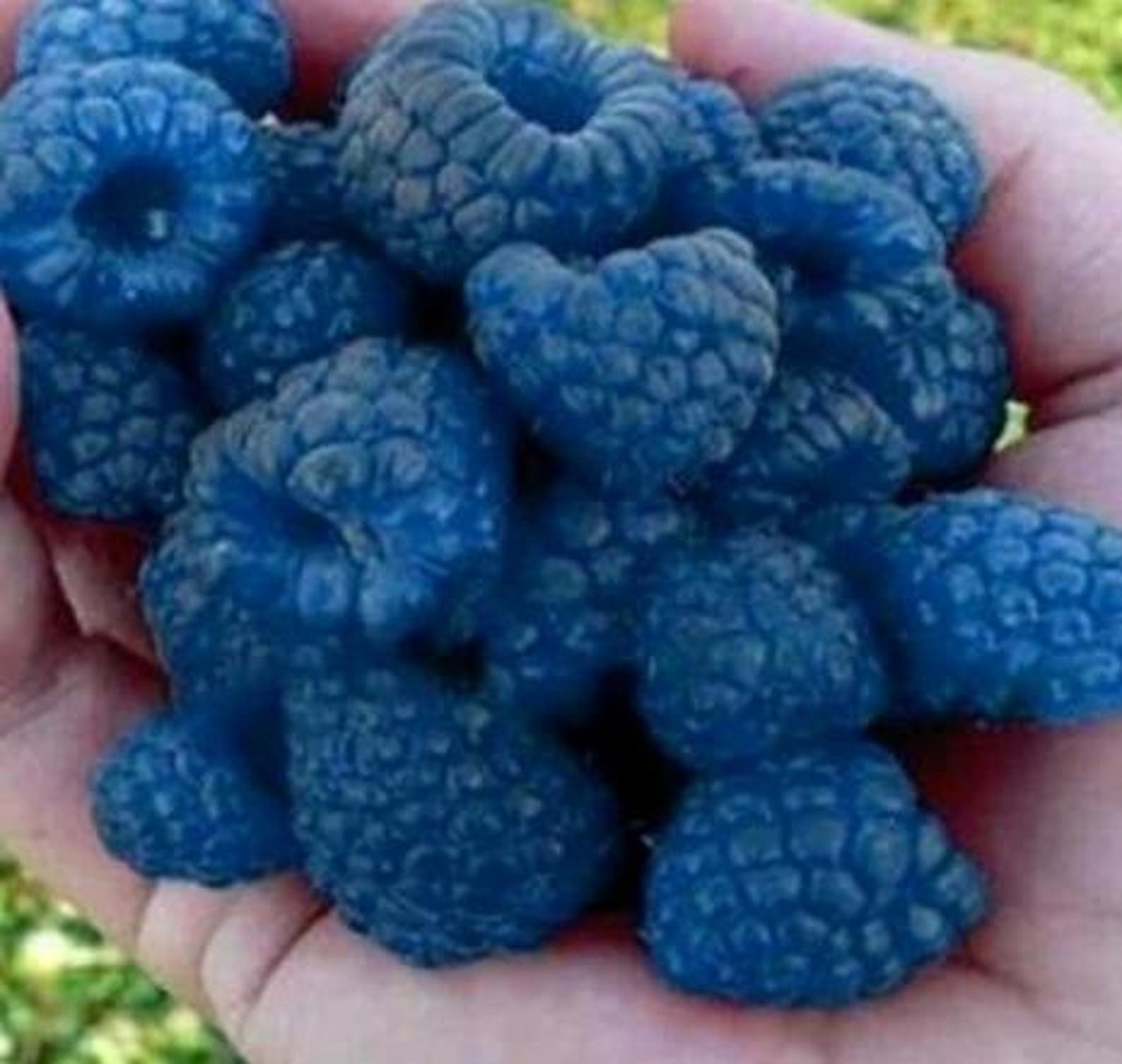 Blue Raspberry Bush Real Blue Raspberry Bush Seeds: 50 Non-gmo Edible Berry Seeds for Home ...