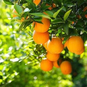 May include: Close-up of a tree branch laden with ripe oranges. The oranges are a vibrant orange color, contrasting with the green leaves. The image is well-lit, with a soft focus on the background, highlighting the fruit.