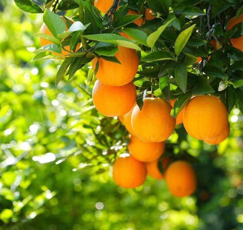 May include: Close-up of a tree branch laden with ripe oranges. The oranges are a vibrant orange color, contrasting with the green leaves. The image is well-lit, with a soft focus on the background, highlighting the fruit.