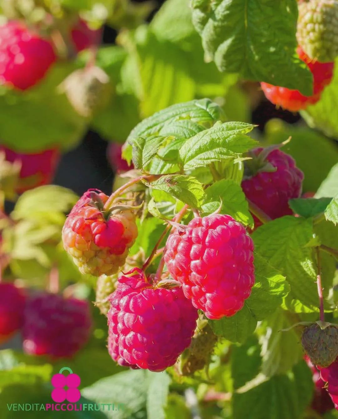Gmo Raspberries 50+ Red Raspberry Seeds Non-gmo Garden Berry - Etsy