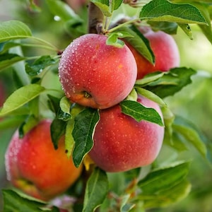 May include: Close-up of ripe red apples on a tree branch with green leaves. The apples have a vibrant red color with a slight orange hue and are covered in water droplets. The image showcases the freshness of the fruit.