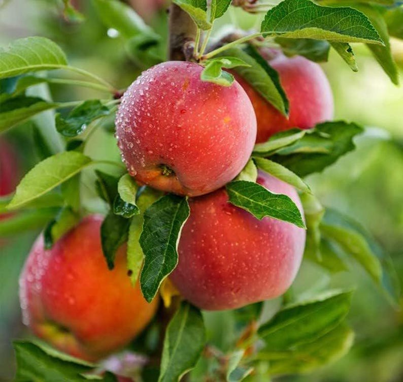 May include: Close-up of ripe red apples on a tree branch with green leaves. The apples have a vibrant red color with a slight orange hue and are covered in water droplets. The image showcases the freshness of the fruit.