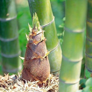 50+ Giant Moso Bamboo Seeds – Perennial Evergreen with Edible Shoots