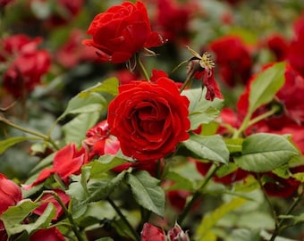 rose♡ 10 ROSE Rosa Bush Flower Seeds BW97001-981 - Etsy