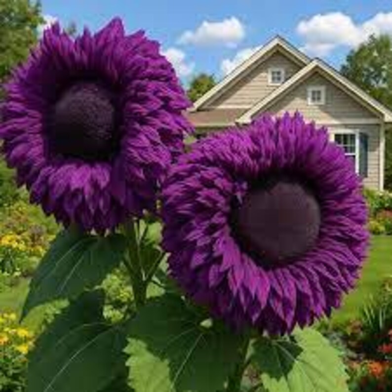 50pcs ZEshops Enchanting Giant Teddy Bear Sunflower Seeds – Purple-Yellow – USA Made – Pet Safe