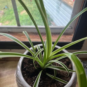spider plant, live plant, Chlorophytum comosum