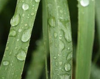 Aceite esencial de LEMONGRASS, puro y sin diluir, sin cortar, perfume natural, aceite difusor, aromaterapia
